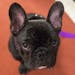 Pua, a 5-month old French bulldog, poses for photographers during a news conference at the American Kennel Club headquarter, Wednesday, March 28, 2018