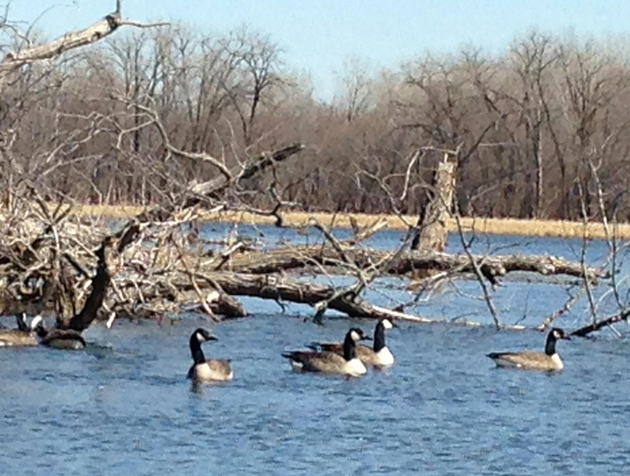 Canada geese stopped over at a backwater.
