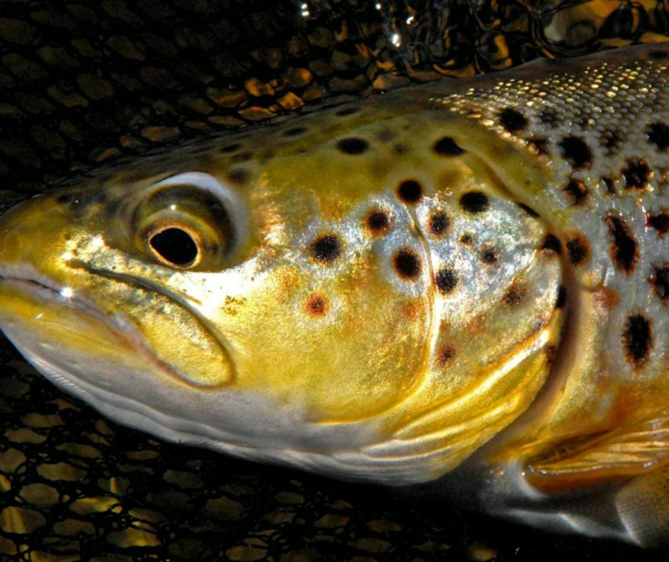 A brown trout that was fooled by a Pheasant Tail nymph.