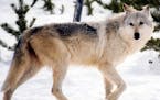This image provided by Yellowstone National Park, Mont., shows a gray wolf in the wild. Hunters will be able to shoot as many as 220 gray wolves in Mo