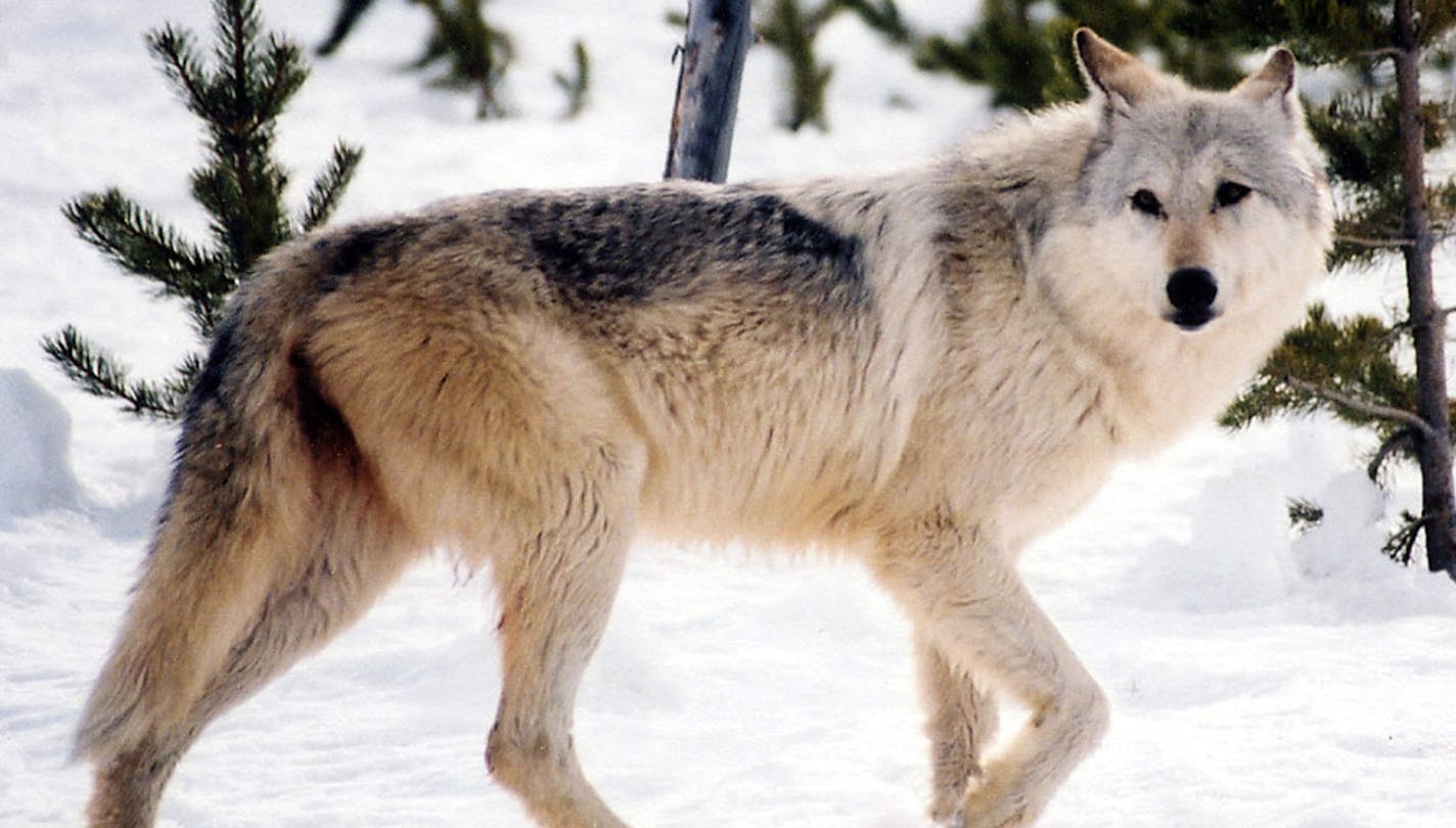 This image provided by Yellowstone National Park, Mont., shows a gray wolf in the wild. Hunters will be able to shoot as many as 220 gray wolves in Montana this fall under rules adopted Thursday July 14, 2011 by state wildlife commissioners. (AP Photo/National Park Service, MacNeil Lyons) ORG XMIT: MIN2012101511201038