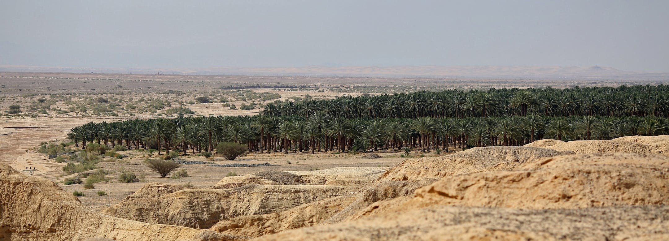 A view of date trees growing in the desert Tuesday, June 17, 2014 in the central Arava region of Israel. (Brian Cassella/Chicago Tribune/TNS)