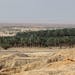 A view of date trees growing in the desert Tuesday, June 17, 2014 in the central Arava region of Israel. (Brian Cassella/Chicago Tribune/TNS)