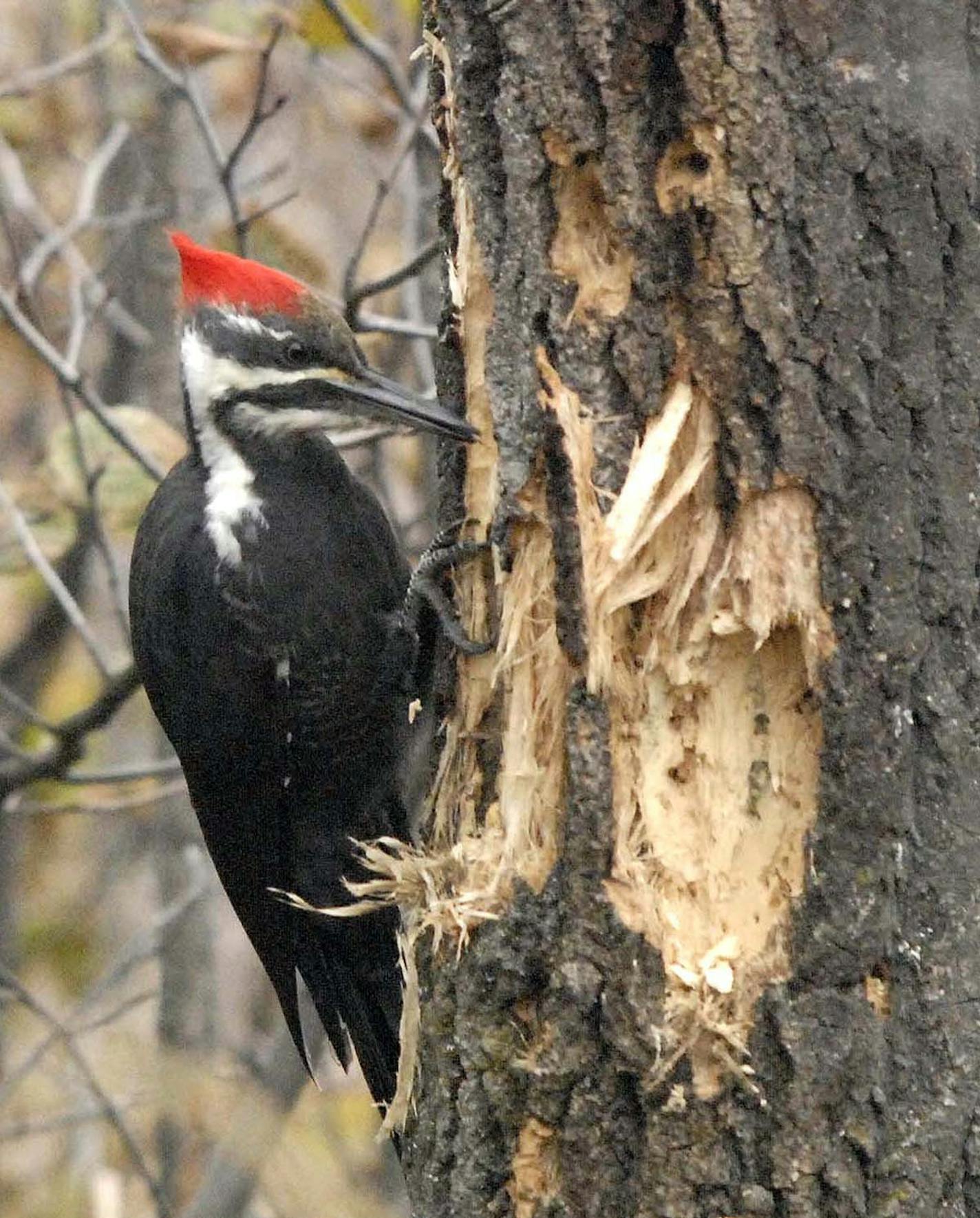 A female pileated woodpecker (males have red from forehead to beak, and a red mustache) pounds into a tree in search of tasty ants or grubs. Jim Williams, special to the Star Tribune