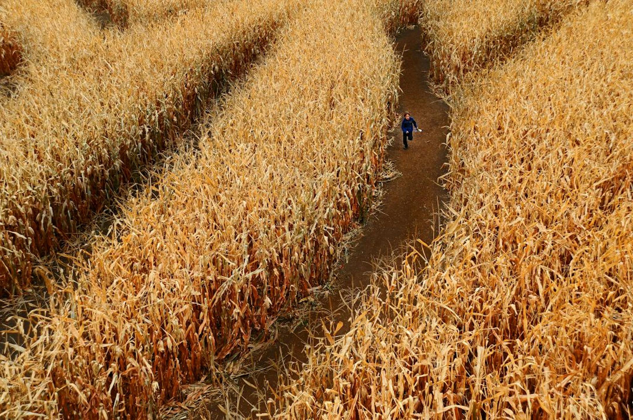Sever's Corn Maze has become an ever-more-popular attraction of the harvest season in the south metro, and in its 16th year, it continues to grow. In addition to the corn maze itself, the organizers have added attractions such as Tire Mountain, Pumpkin Blasters and Goat World.This young boy was seperated from his group in the corn maze and raced back to join his group.