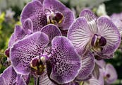 Two types of phalaenopsis (moth orchids): "Leopard Prince," left and rear, and "Prince Sun," right.