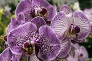 Two types of phalaenopsis (moth orchids): "Leopard Prince," left and rear, and "Prince Sun," right.
