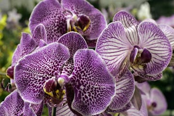 Two types of phalaenopsis (moth orchids): "Leopard Prince," left and rear, and "Prince Sun," right.