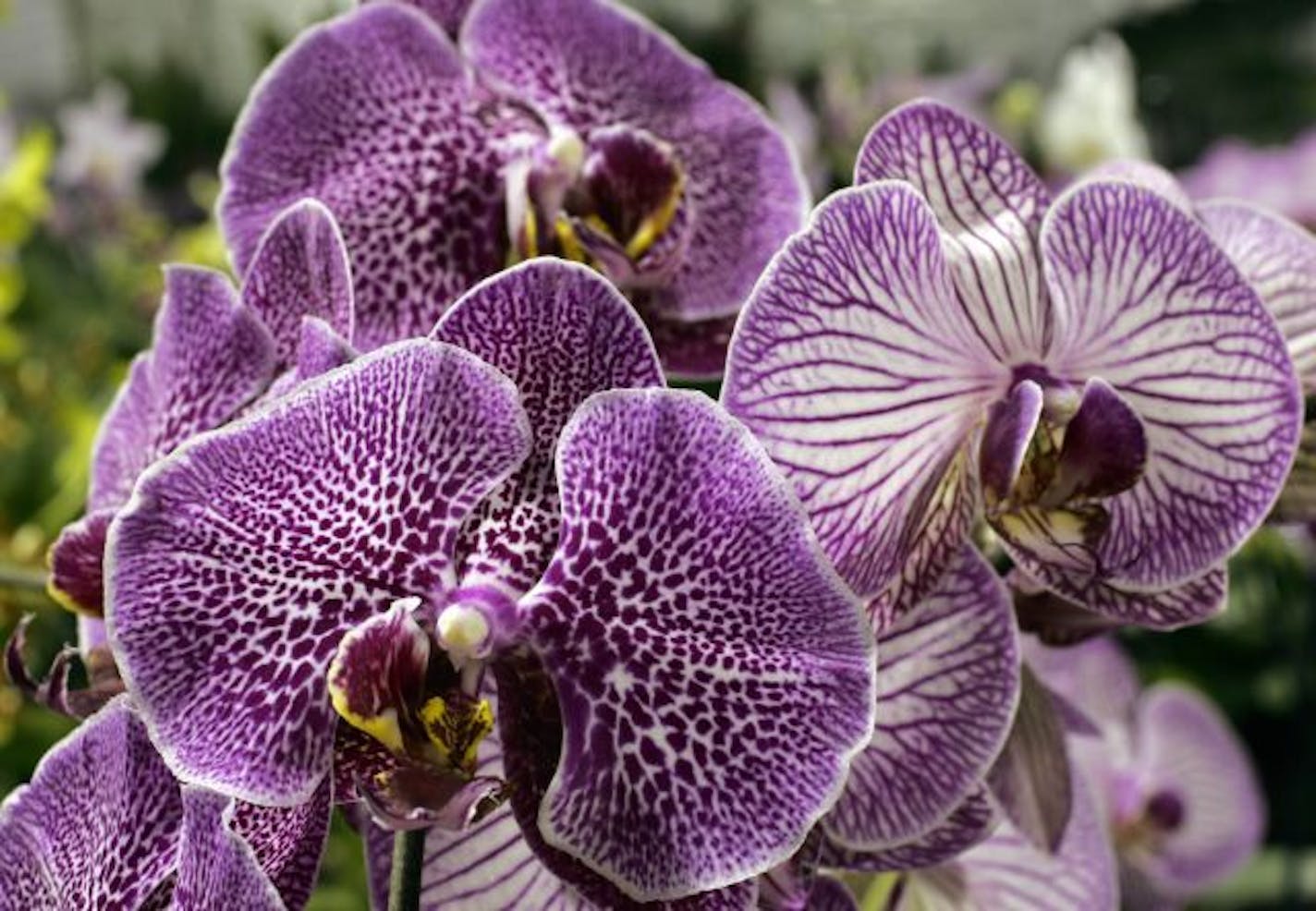 Two types of phalaenopsis (moth orchids): "Leopard Prince," left and rear, and "Prince Sun," right.