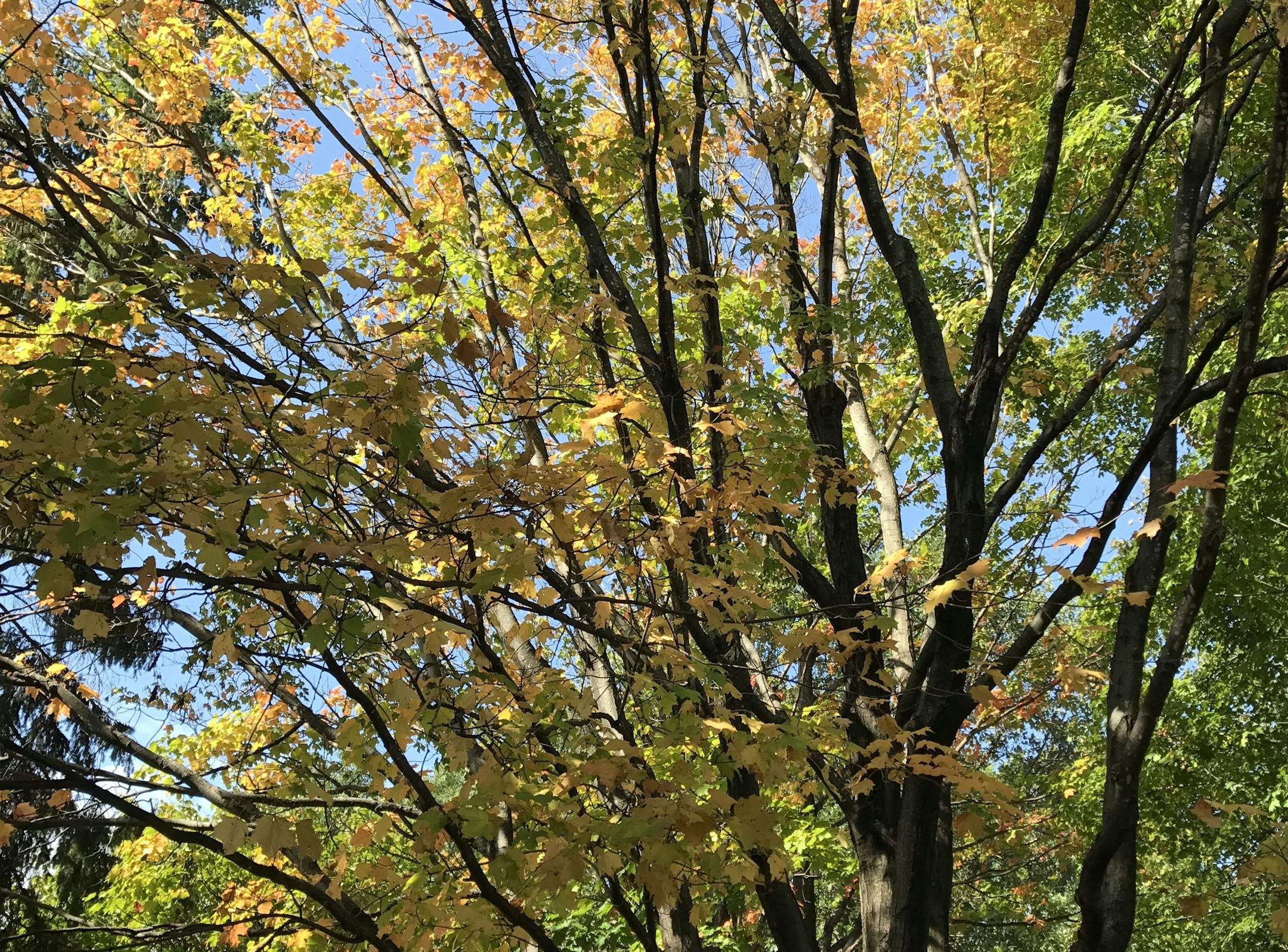 A maple suffering from root girdling. Leaves are prematurely discolored in fall and sparse, with crown die-off.