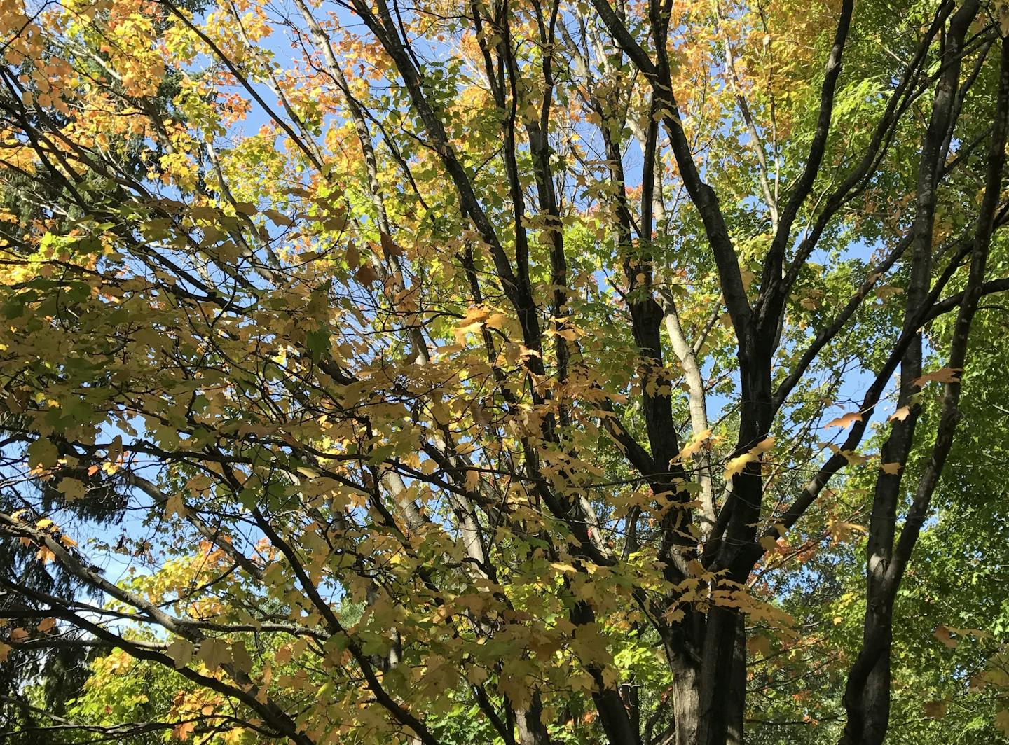 A maple suffering from root girdling. Leaves are prematurely discolored in fall and sparse, with crown die-off.