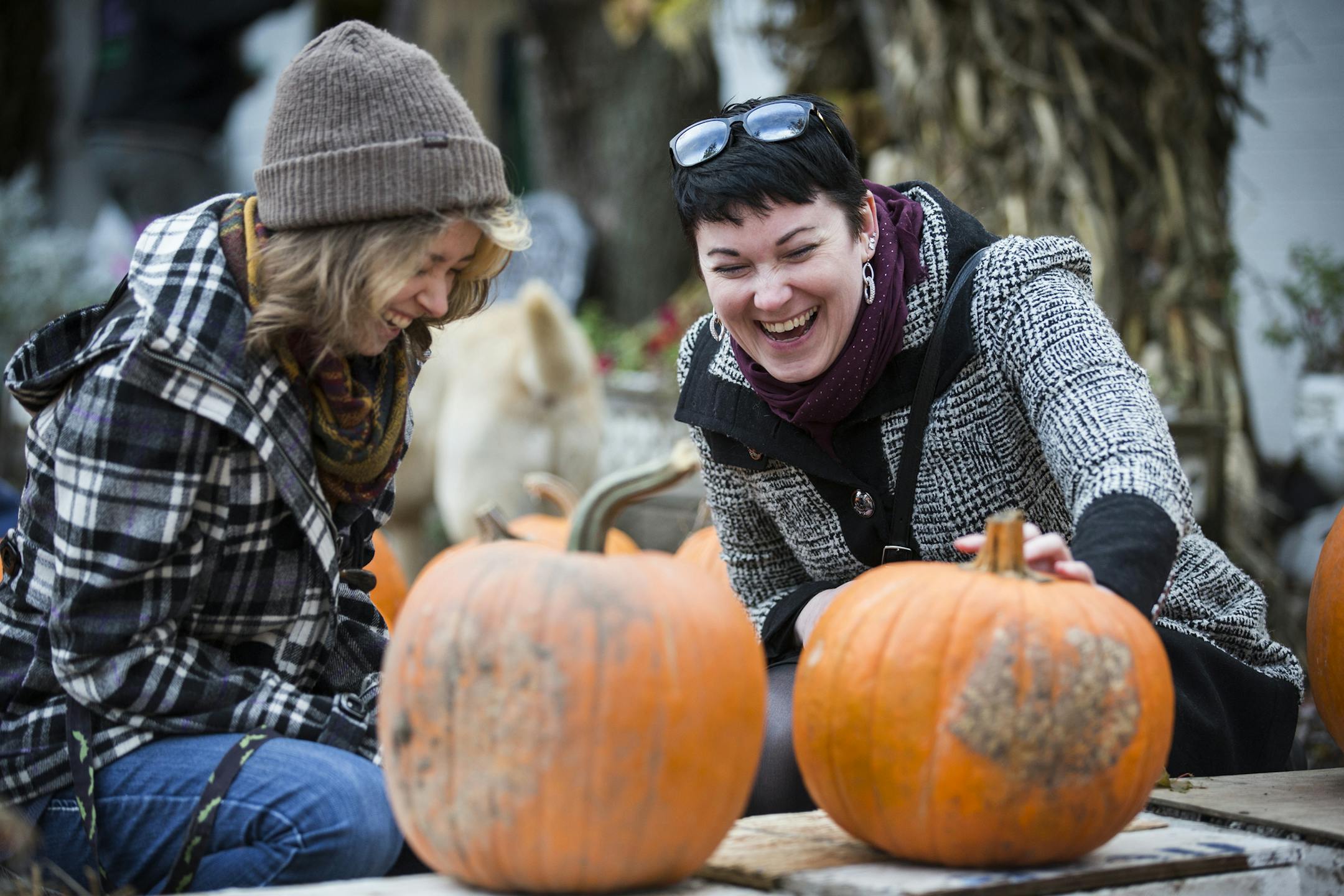 Colleen Neri, right, and her stepdaughter Samantha Neri, 21, both of St. Paul, shop for pumpkins at Kev's Korner in Inver Grove Heights on Friday, October 30, 2105. ] (LEILA NAVIDI/STAR TRIBUNE) leila.navidi@startribune.com BACKGROUND INFORMATION: After 40 years of selling produce to regulars in Inver Grove Heights, Kevin Huebscher is closing the farm stand that he believes is one of the last of its kind in Dakota County. It is also an institution in the community. Neighbors have tried to suppor