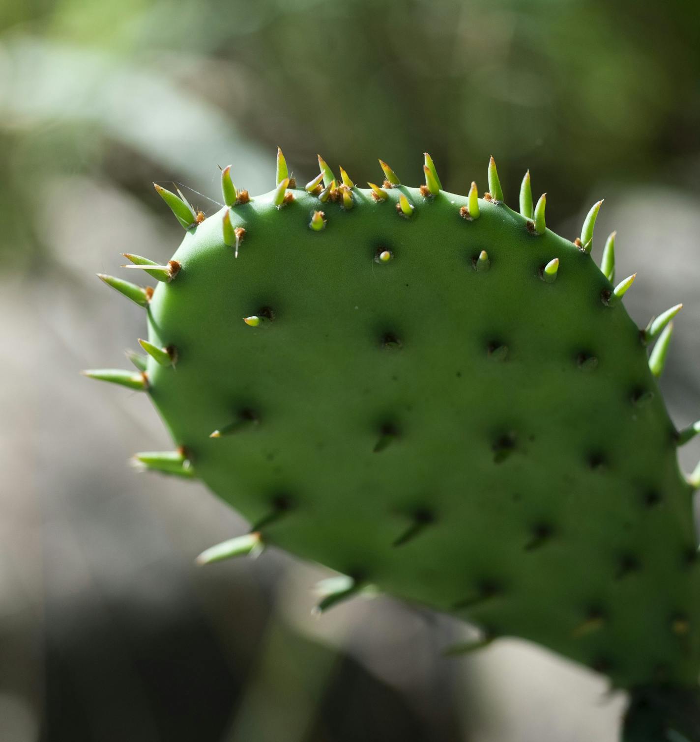 Prickly pear cactus in Dan Schultz has created a wildlife habitat in his yard at his home in Minneapolis, Minn. Friday, July 12, 2019. Schultz, along with the Longfellow Community Council and the National Wildlife Federation, leads a volunteer effort to have the greater Longfellow area become the first in Minnesota to be a Certified Wildlife Community. The effort, which started in 2016, aims to have 150 private yards, four schools and four common areas, such as churches and business properties,