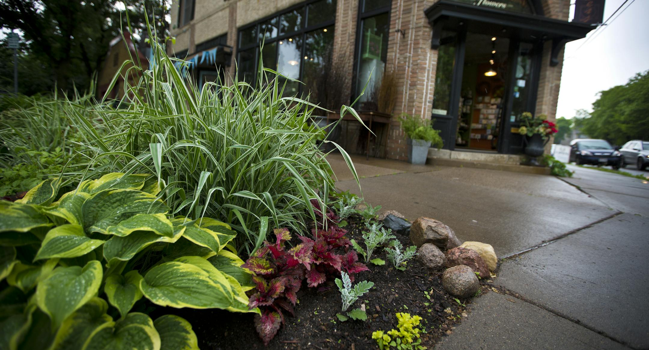 Brown & Greene Florist had several annuals dug up and stolen from their outdoor arrangements last week. Several were replaced and photographed outside the shop in Minneapolis, Minn., June 12, 2013.] (RENEE JONES SCHNEIDER * reneejones@startribune.com)