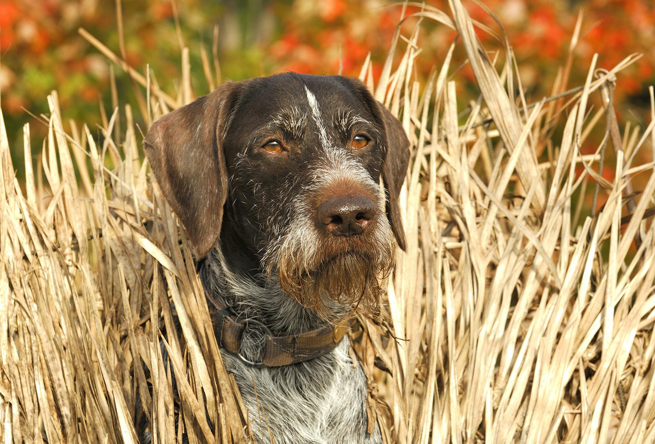 Axel, a Deutsch Drahthaar watches for ducks from a blind. The author's dog had a difficult time remaining quiet in the confines of a duck boat.