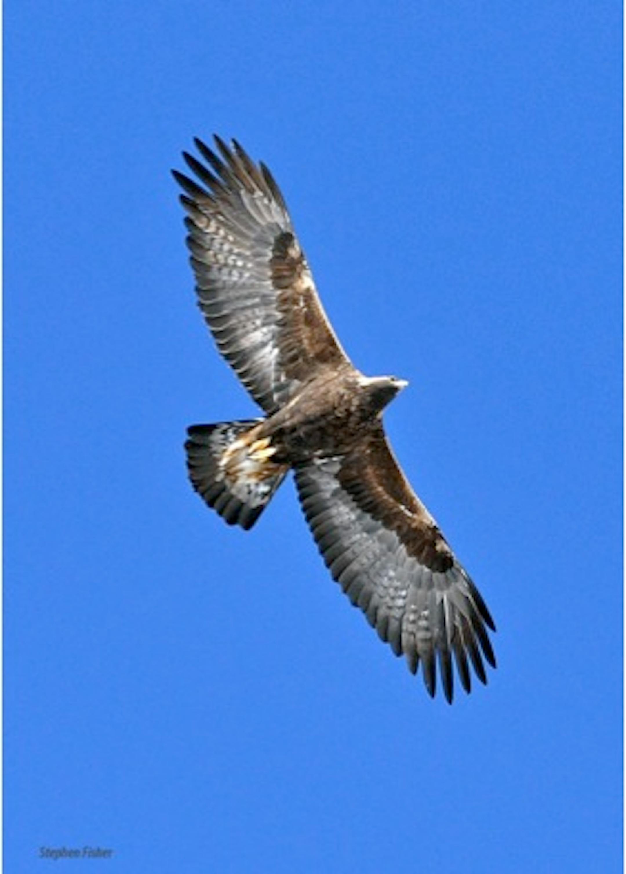 A golden eagle soars.
