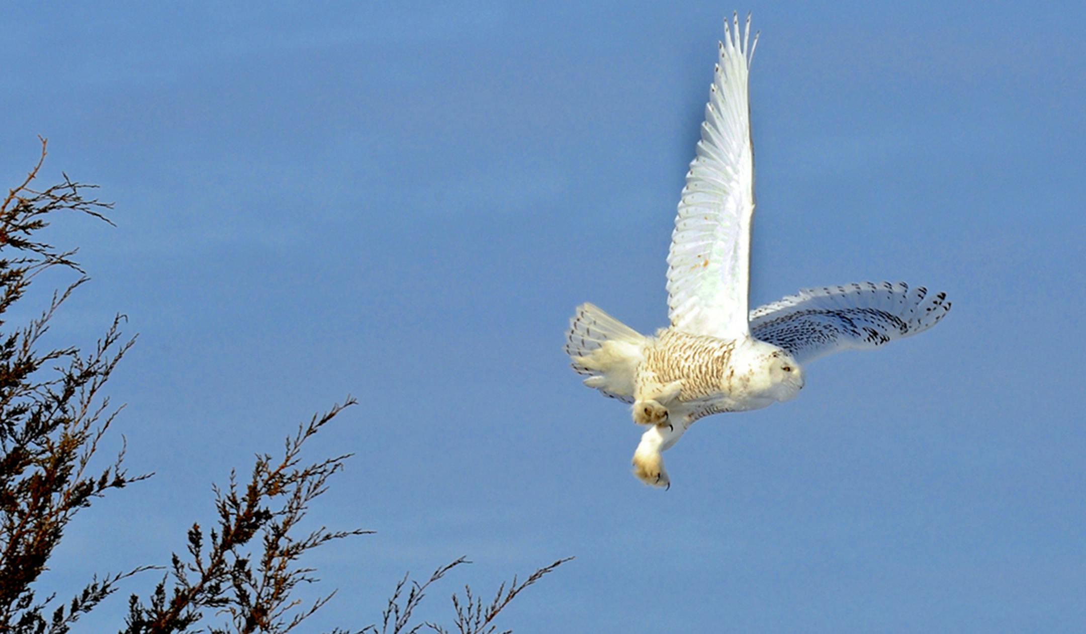 Ramsey, an immature male snowy owl, was tagged in January 2014 in Anoka County. He was last heard from in April of that year.