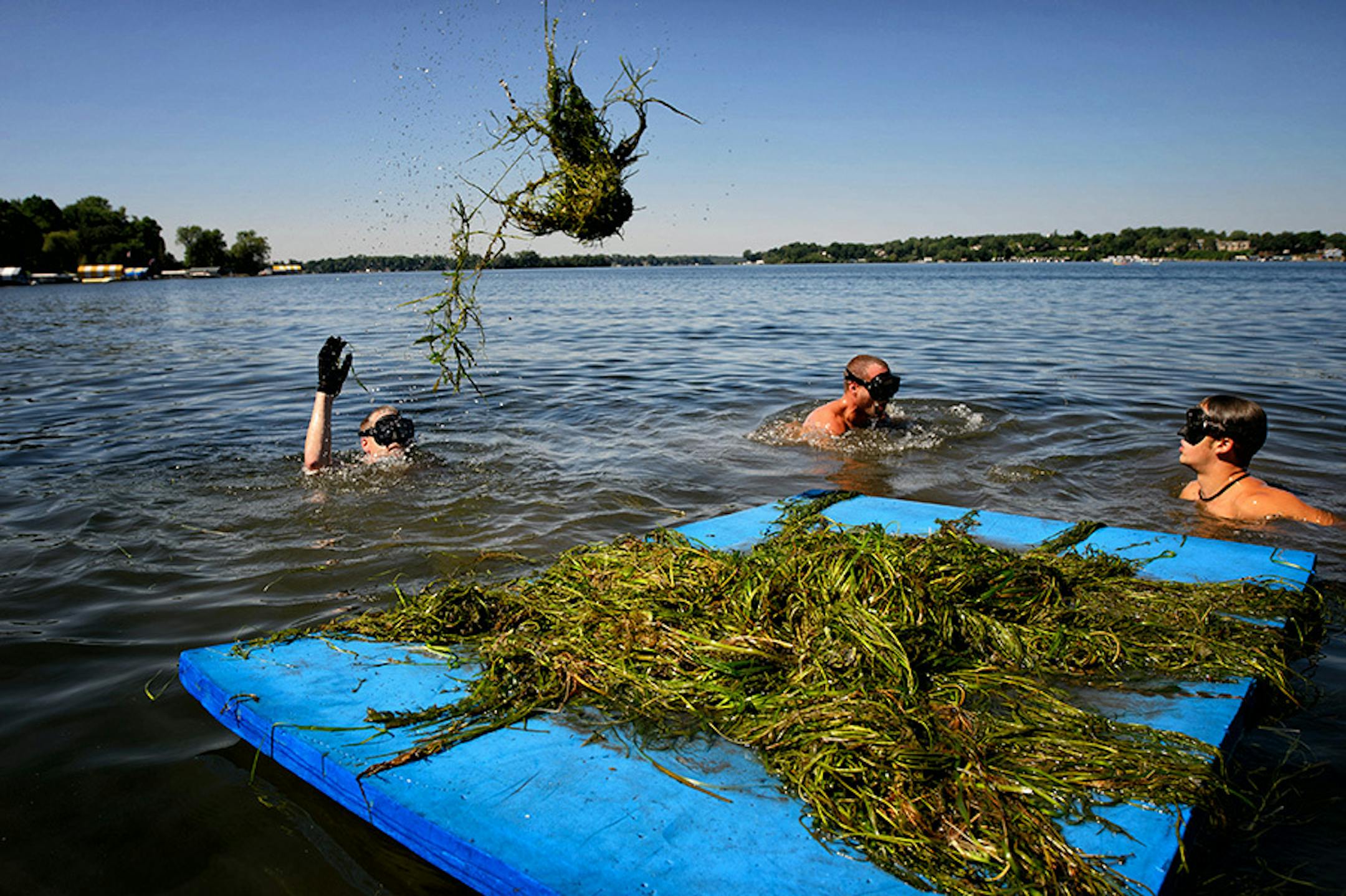 Life's A Beach Shoreline Services crew cleaned lake weeds including milfoil for a customer who lives on Lake Minnetonka. They expected to pull three tons that day.
