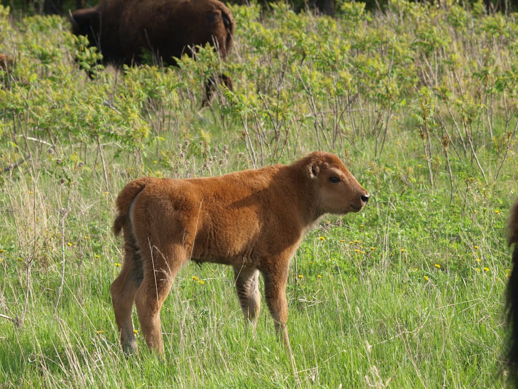 Bison calves are upping the cuteness quotient at Minneopa.
