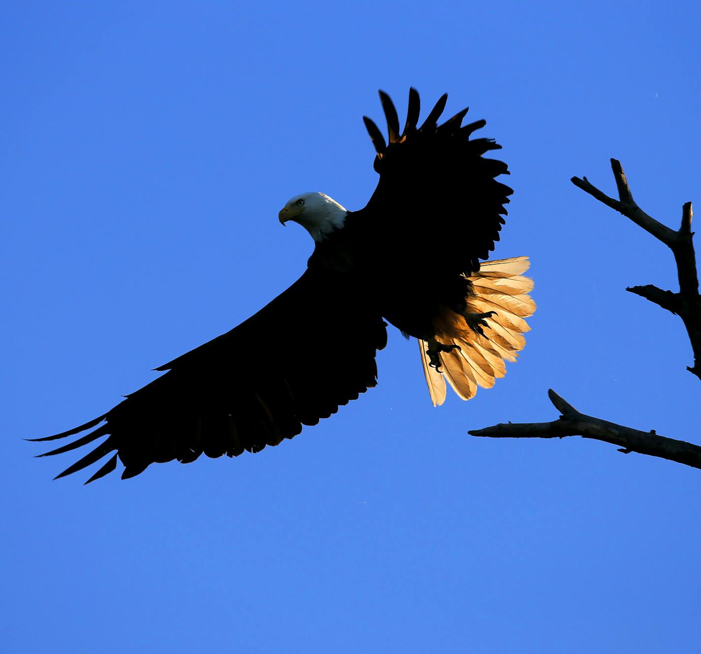 A bald eagle lifts from it's perch along the Mississippi River near Wabasha, home of the National Eagle Center. ] Minnesota State of Wonders travel Project - South East Minnesota Bluff Country. BRIAN PETERSON &#x201a;&#xc4;&#xa2; brian.peterson@startribune.com Wabasha, MN 10/13/14