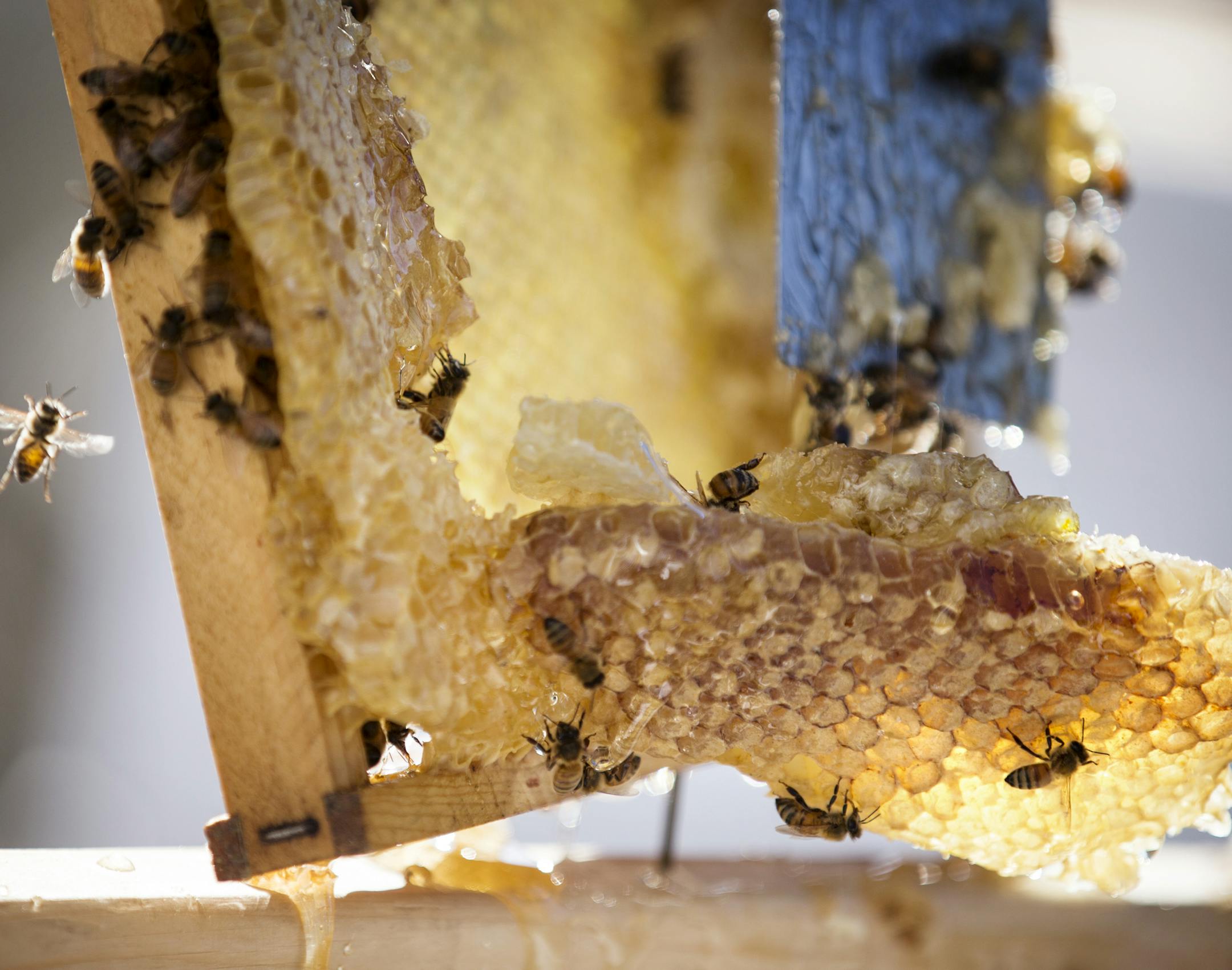 Honey is harvested from the rooftop of The Marquette Hotel in downtown Minneapolis Thursday, October 22, 2015. ] (LEILA NAVIDI/STAR TRIBUNE) leila.navidi@startribune.com BACKGROUND INFORMATION: Honey from The Marquette Hotelís rooftop ìbee hotelî is harvested for use in cocktails and dishes at the hotel. The dishes include: honey cider vinaigrette, honey candied pecans, the cocktails Honey Bubbles (made with Mount Gay Rum, honey, fresh lime, champagne), and The Beeís Knees (m