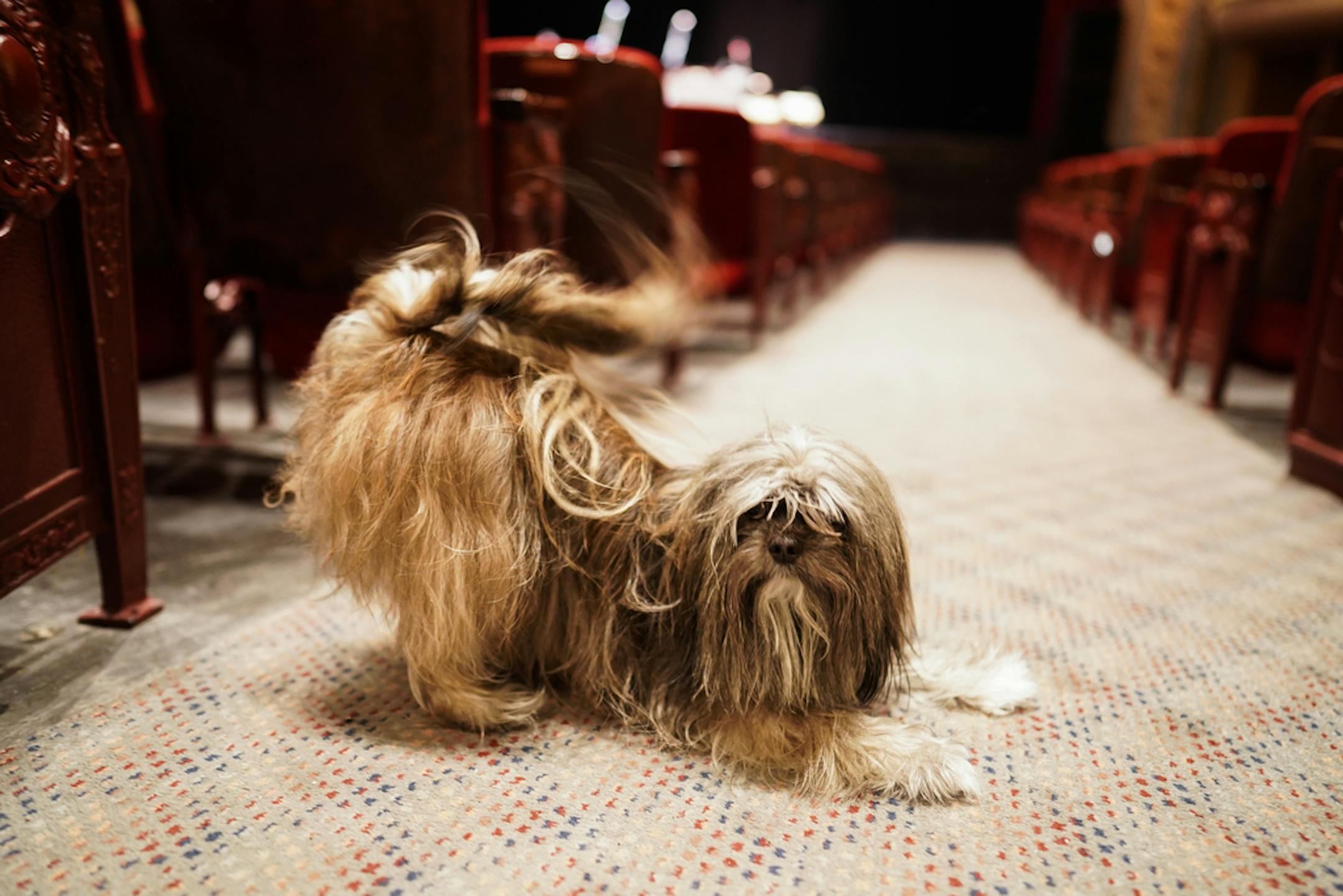 Dietrich Poppen's dog Vienna, a miniature poodle/Shih Tzu mix, has become a mainstay of the Fitzgerald Theater in St. Paul.
