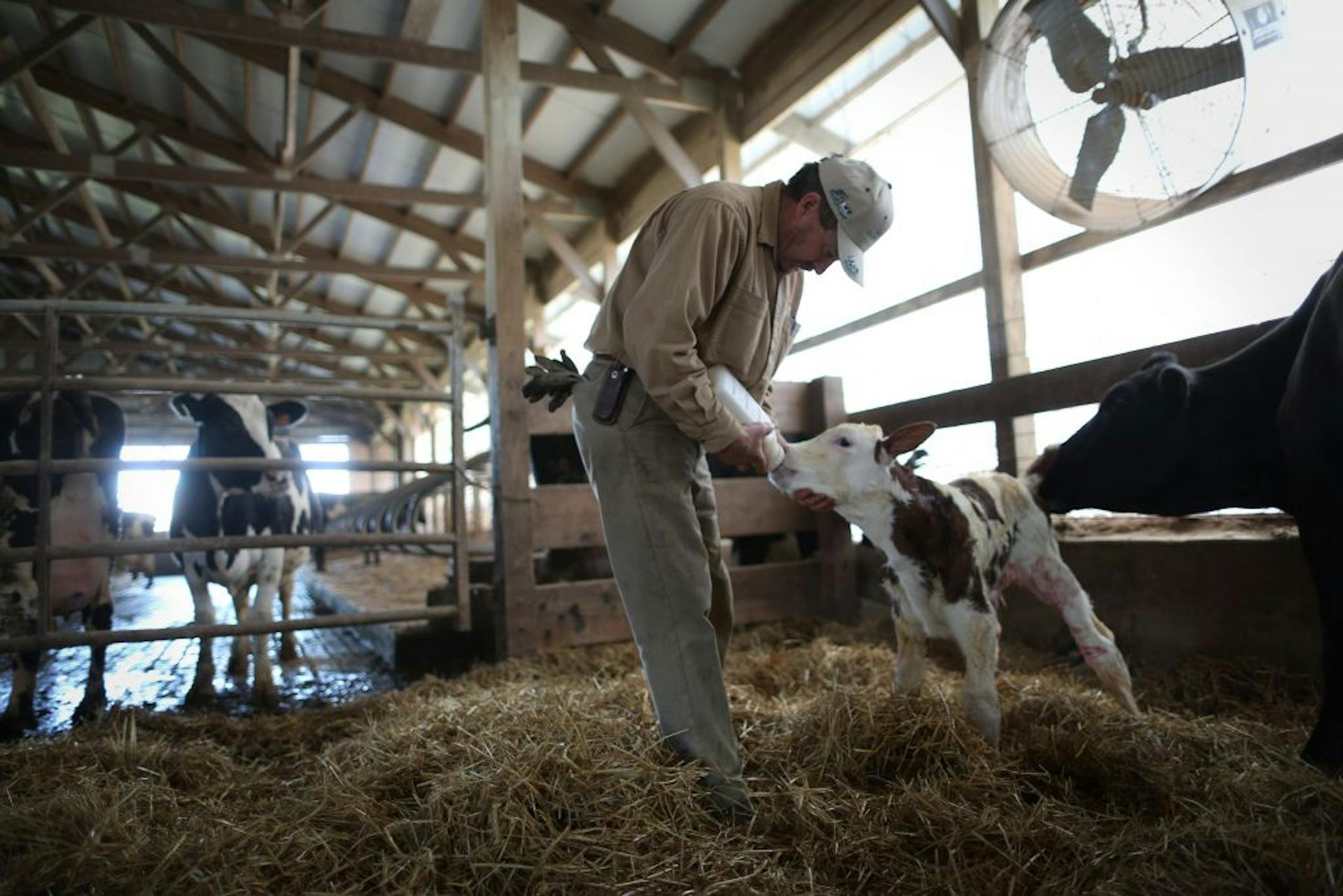 Dave Buck, owner of Buck's Unlimited, fed a newborn calf as it's mother cleaned him soon after it was born on Thursday, April 26, 2012 in Goodhue, Minn. Buck owns a 500 cow dairy farm, a large size farm in Minnesota. He is against newly proposed milk production quotas and price supports placed in the federal farm bill by Minnesota Rep. Collin Peterson.