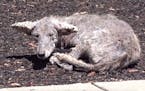 A coyote with mange is seen in Danville, Calif. in 2016. Hanover Park Police Department shared a photo of this animal on its Facebook page after recei