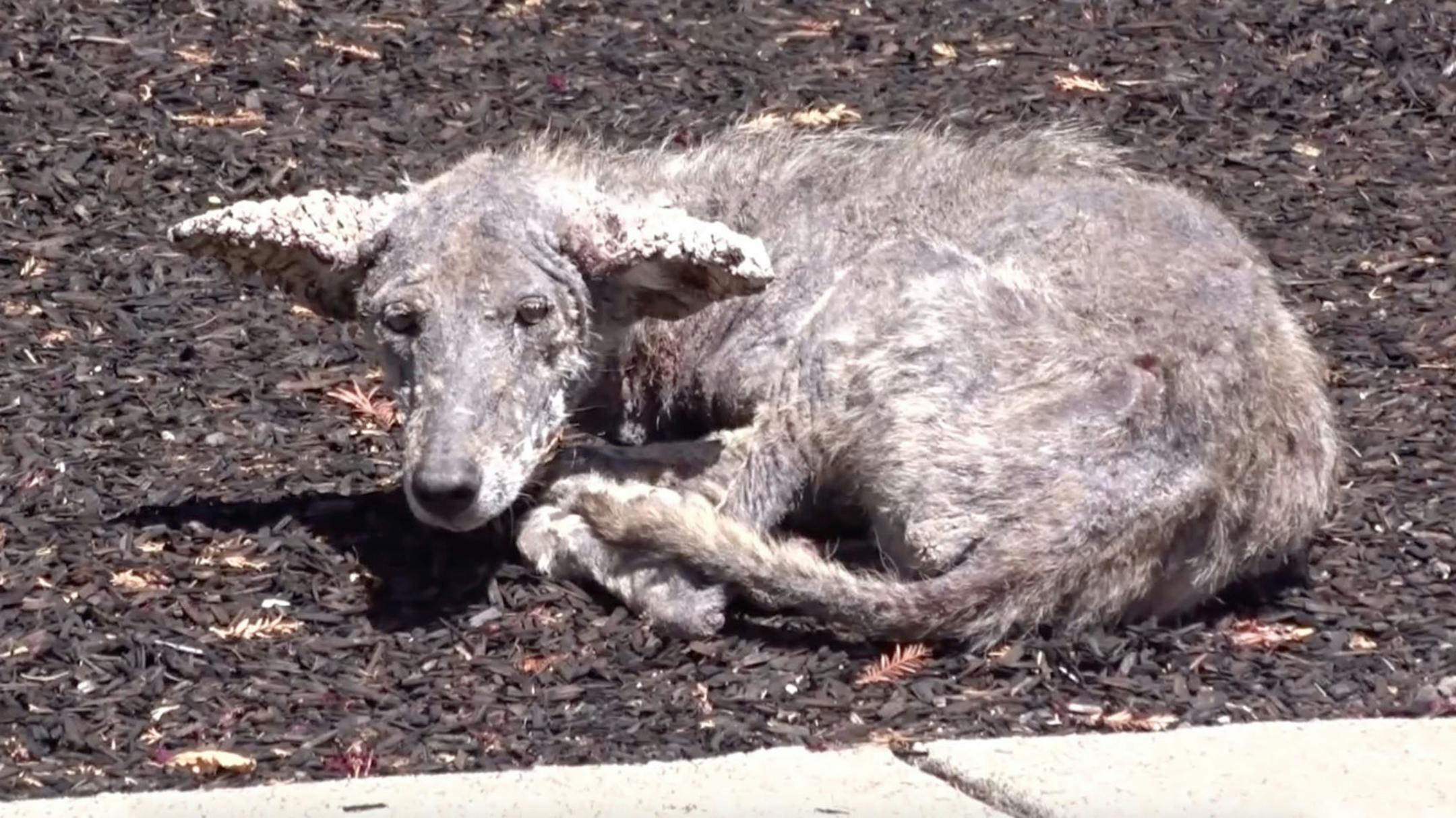 A coyote with mange is seen in Danville, Calif. in 2016. Hanover Park Police Department shared a photo of this animal on its Facebook page after receiving calls about malnourished-looking stray dogs. (Rebecca Dmytryk/Wildlife Emergency Services)