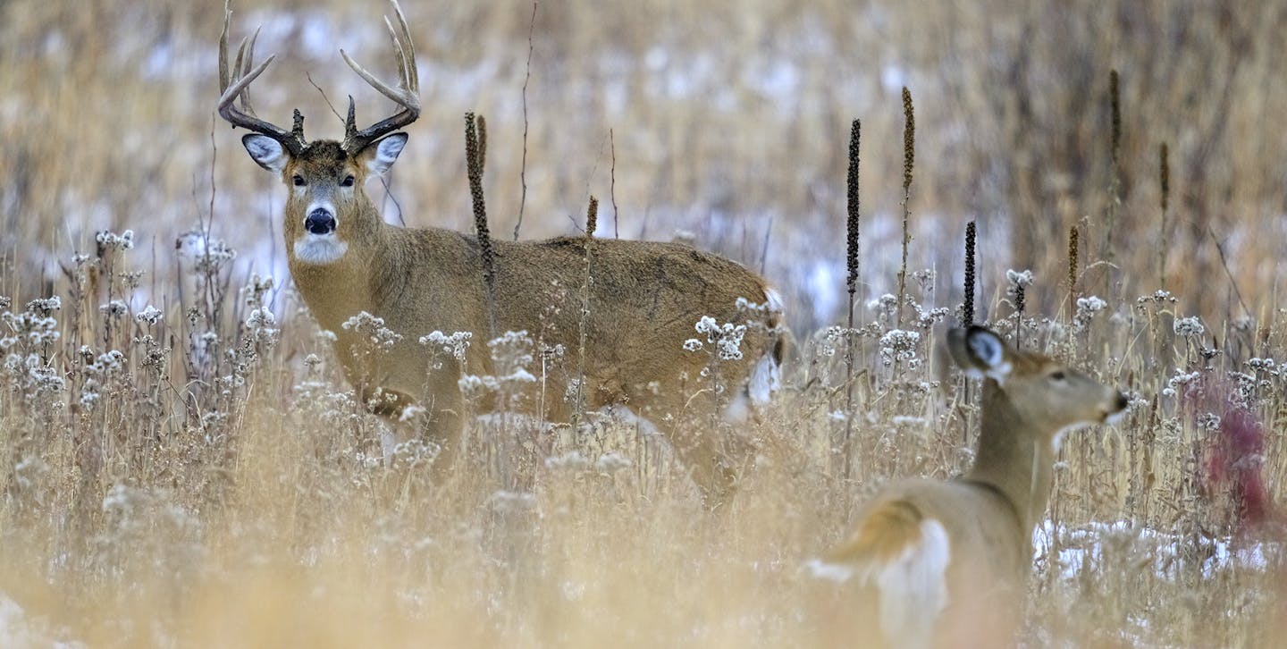 How to hunt bucks during the November rut