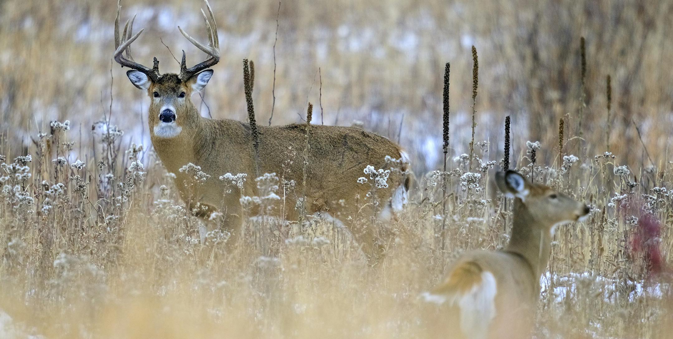 DO NOT USE! ONE-TIME USE WITH BILL MARCHEL COPY ONE. Photo by Bill Marchel. Deer hunting during the rut can be exciting. Bucks looking for does sometimes act foolishly and show themselves in the open.