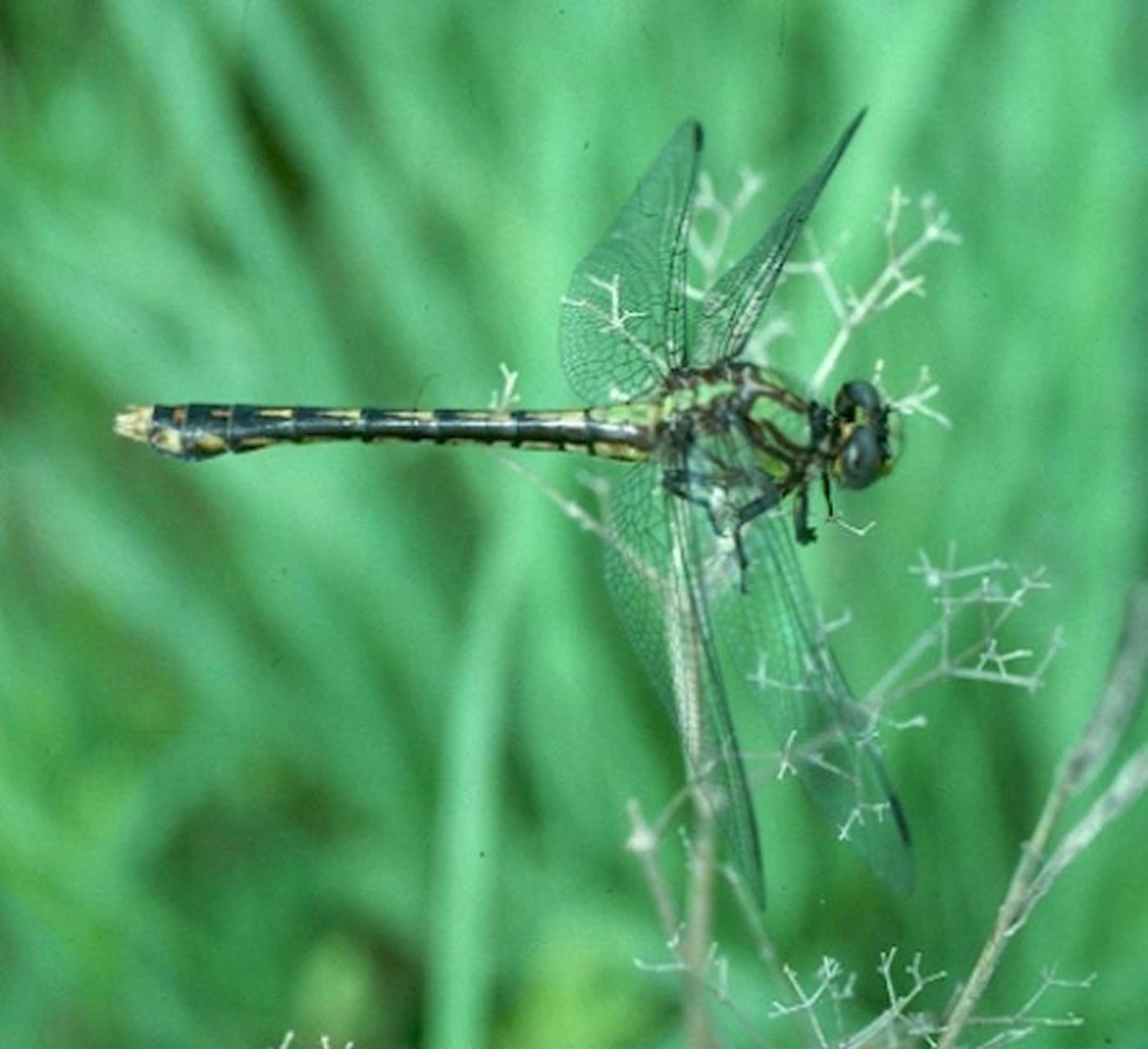 A closeup of the rare St. Croix snaketail dragonfly.