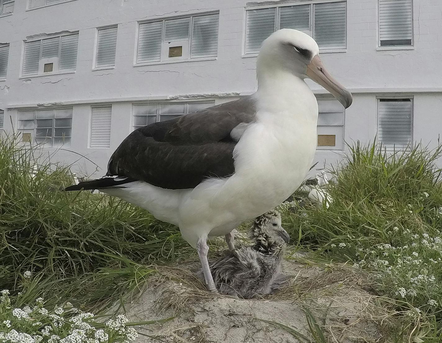 In this 2018 photo provided by the U.S. Fish and Wildlife Service is Wisdom, the world&#x2019;s oldest known breeding bird with a chick in a nest at the Midway Atoll National Wildlife Refuge and Battle of Midway National Memorial.