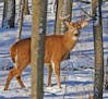 This whitetail buck hasn't yet lost his antlers. The animal was photographed Thursday in southeast Minnesota, where five deer have been found with chr