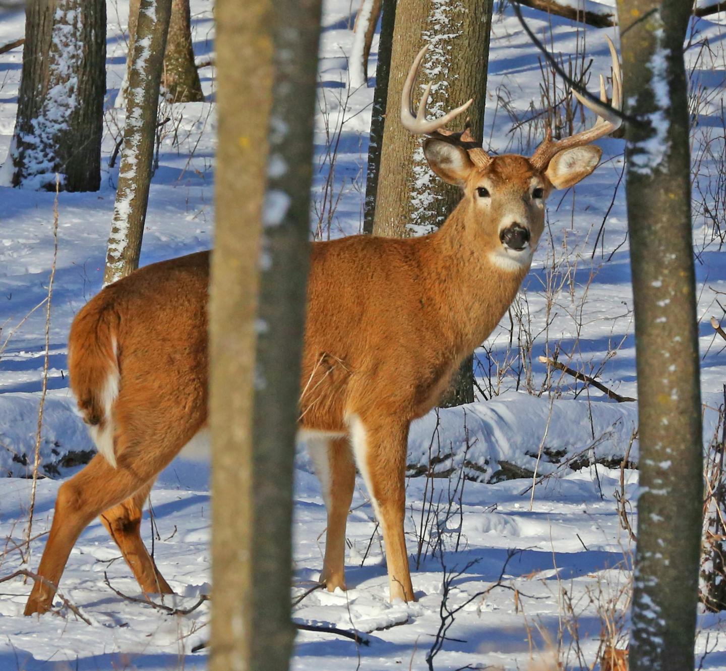 This whitetail buck hasn't yet lost his antlers. The animal was photographed Thursday in southeast Minnesota, where five deer have been found with chronic wasting disease (CWD).