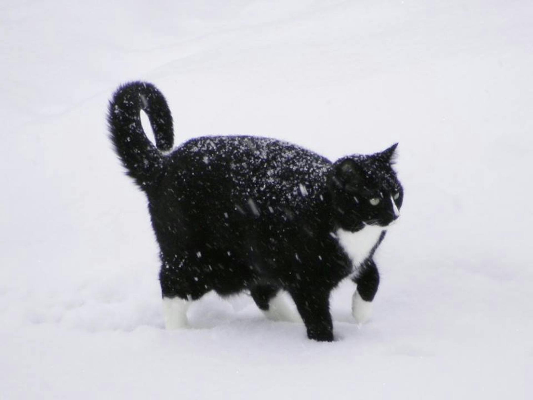 Olivia, Pam Dowell's 10-year-old cat, went missing last year. Her neighbor has pleaded guilty to animal cruelty in the cat's death.