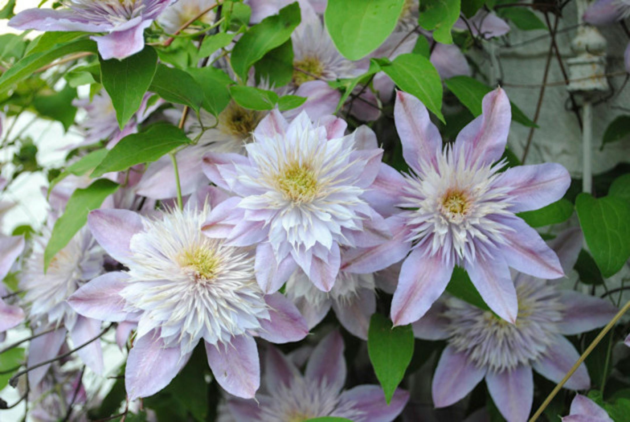 clematis