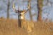 Bill Marchel heard two bucks fighting and arrived on the scene only to see this monarch chasing the other buck away. Then the author rattled antlers t