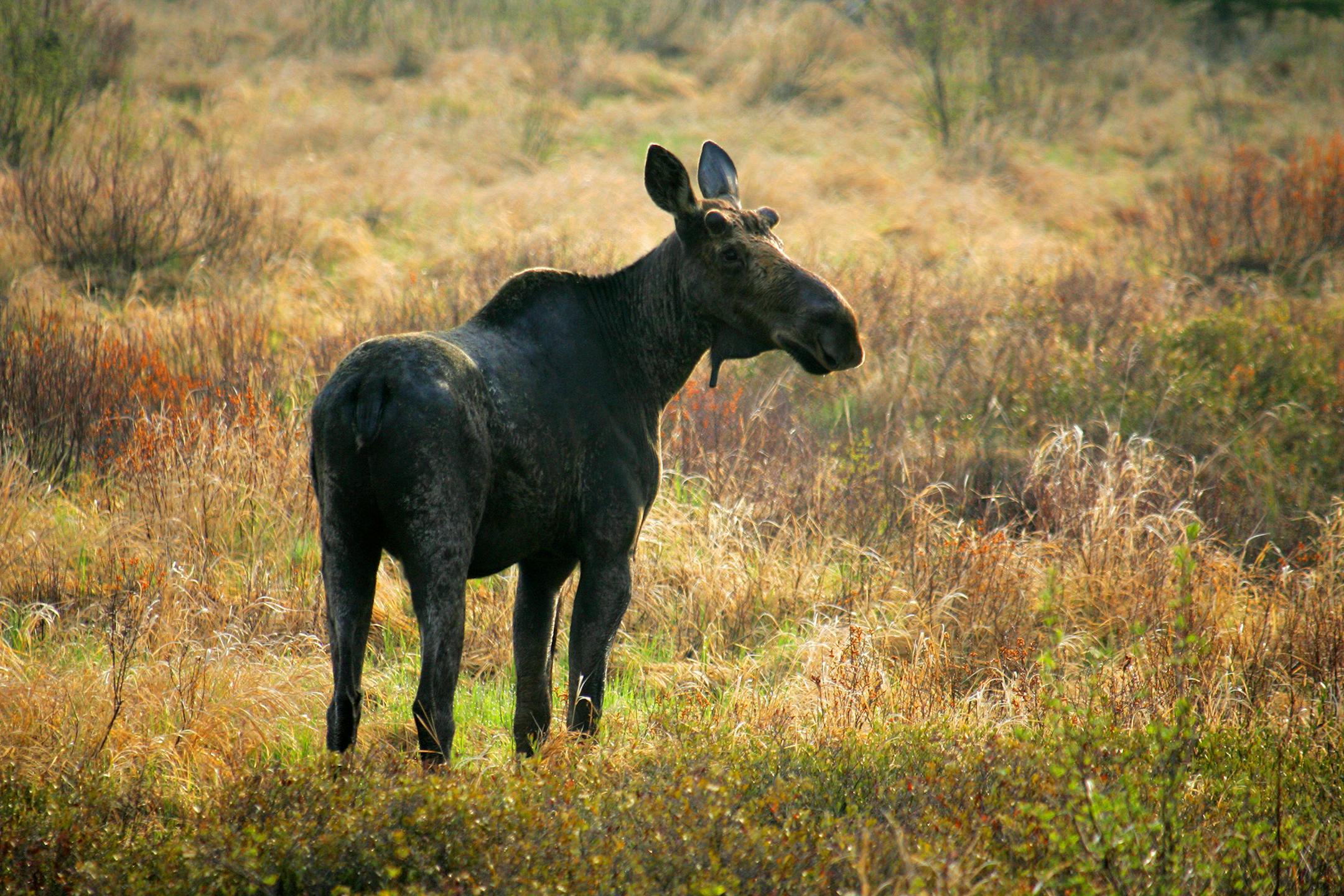 BRIAN PETERSON &#x201a;&#xc4;&#xa2; brianp@startribune.com Gunflint Trail, MN ]This bull moose, sprouting the bumps of new antler growth on it's head, grazed in a swamp off the Gunflint Trail in northeastern Minnesota. Minnesota's moose are in truble, mysterious deaths could be the result of global warming. ORG XMIT: MIN2013012019314815 ORG XMIT: MIN1309271658444370