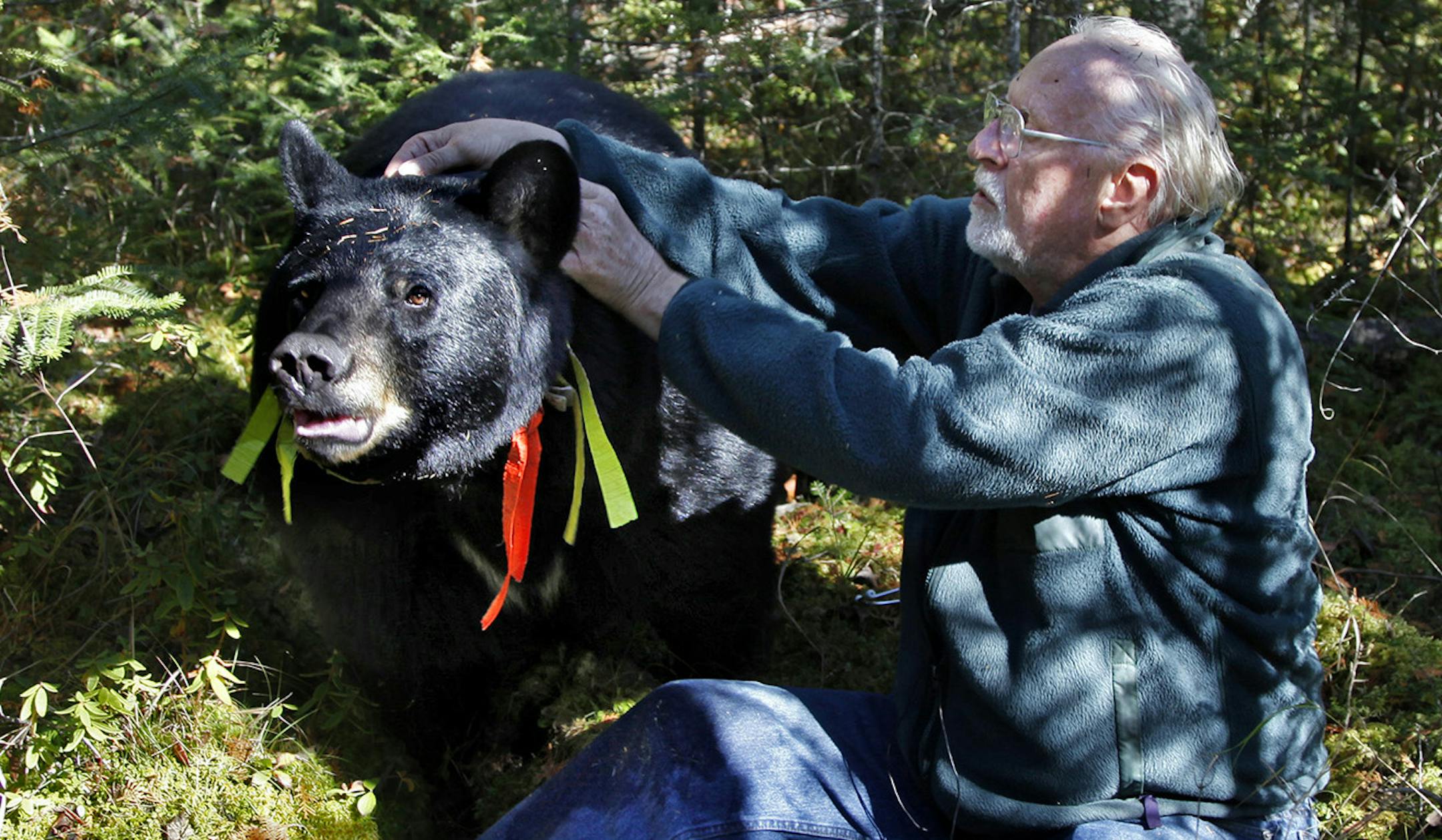 BRIAN PETERSON ‚Ä¢ brianp@startribune.com ELY, MN - 10/04/2010 ] After a long search through a dense spruce bog, Lynn Rogers, founder and Executive Director of the North American Bear Center in Ely, was able to approach Brave Heart, one of the collared black bears in his study. Brave Heart who weighs 400 pounds allowed Rogers to change the batteries in the bears GPS collar and record it's heart rate without the use of a tranquilizer. ORG XMIT: MIN2013062817435597