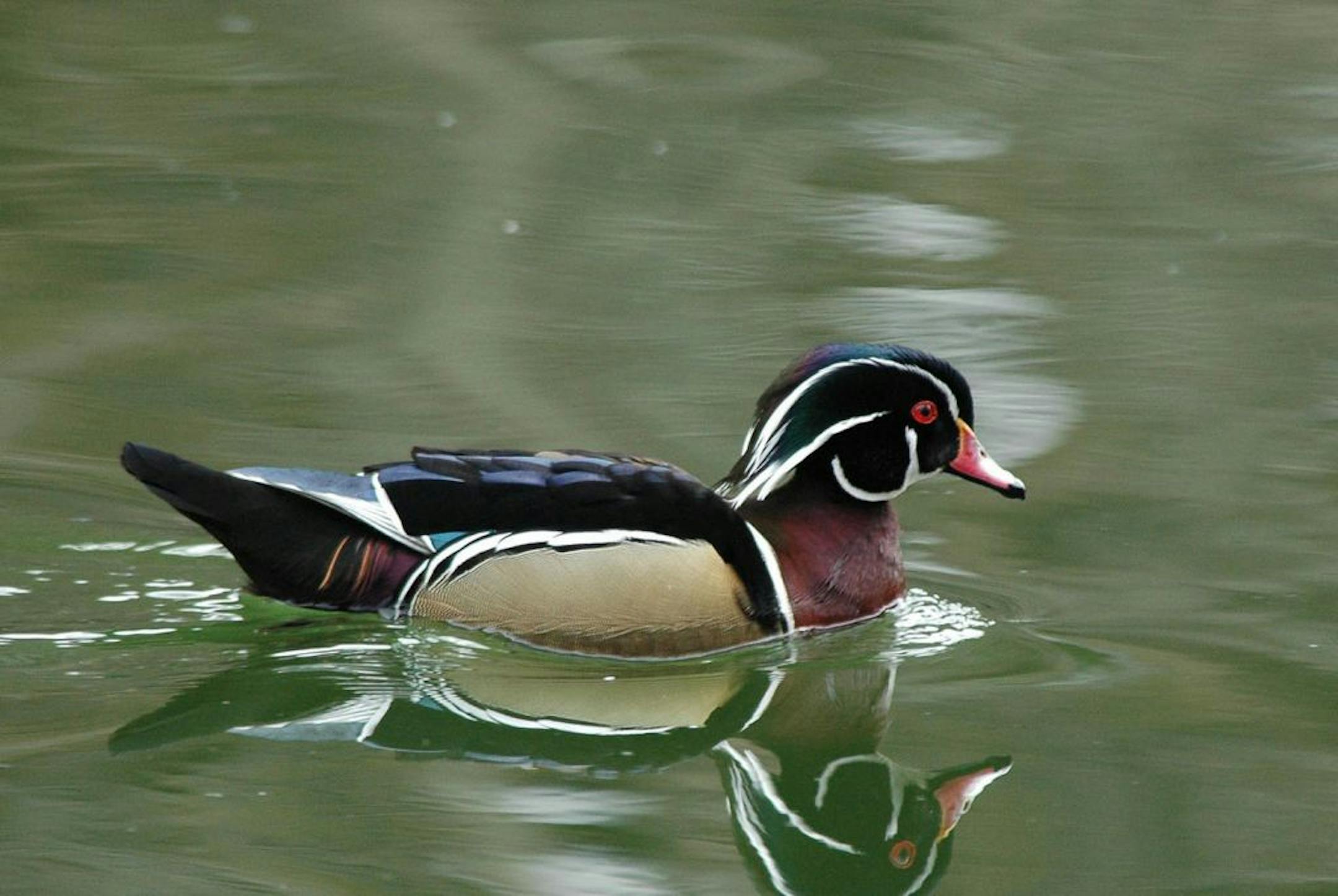 Male wood duck
