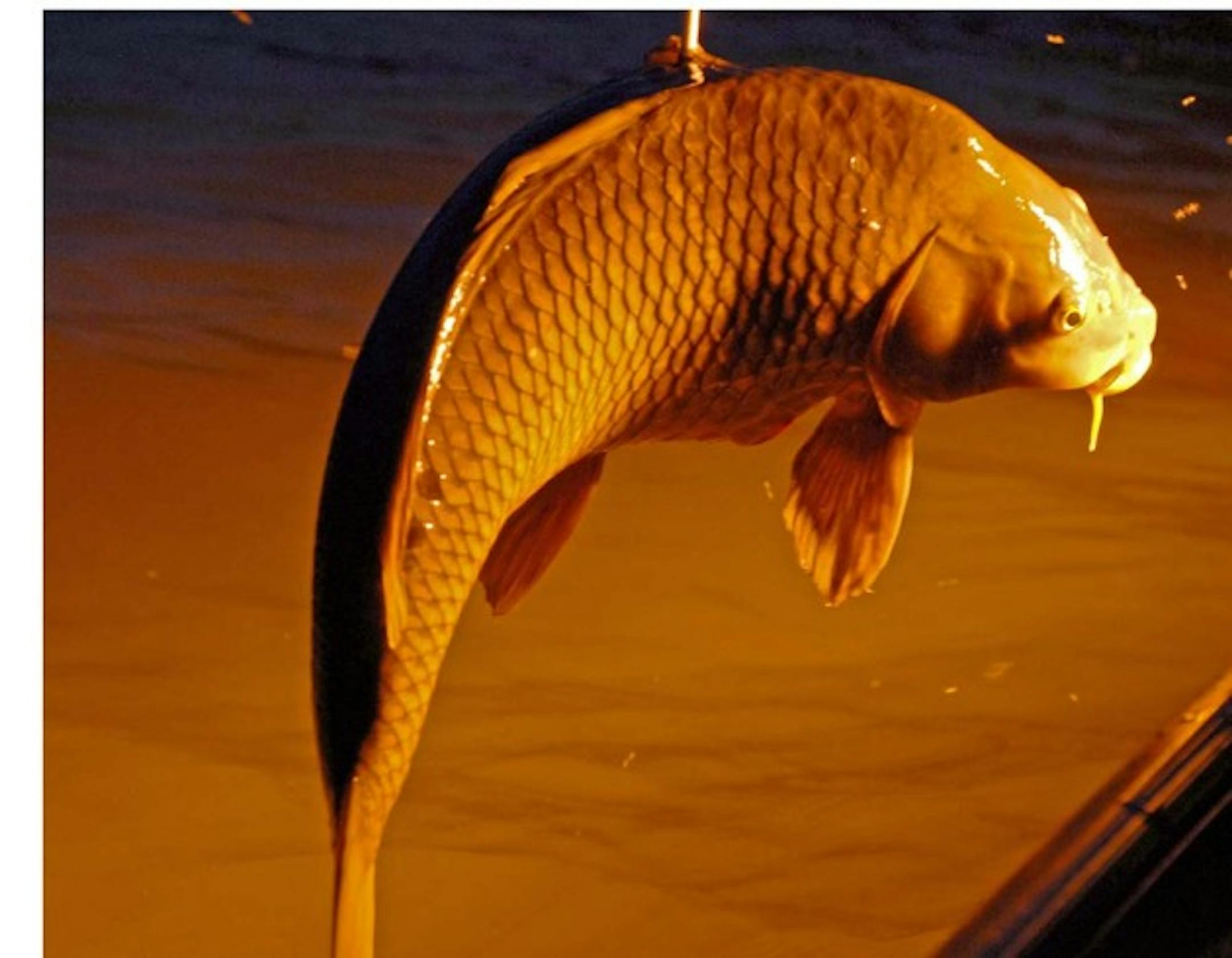 Imported to the U.S. in the late 1800s and intended to provide excellent table fare, the common carp has instead become an unwanted guest, muddying lakes and rivers and ruining aquatic habitat.This carp fell prey to a bowfisherman Tuesday night, and was caught in the bright starboard  lights of a boat specially designed and built for that sport.
