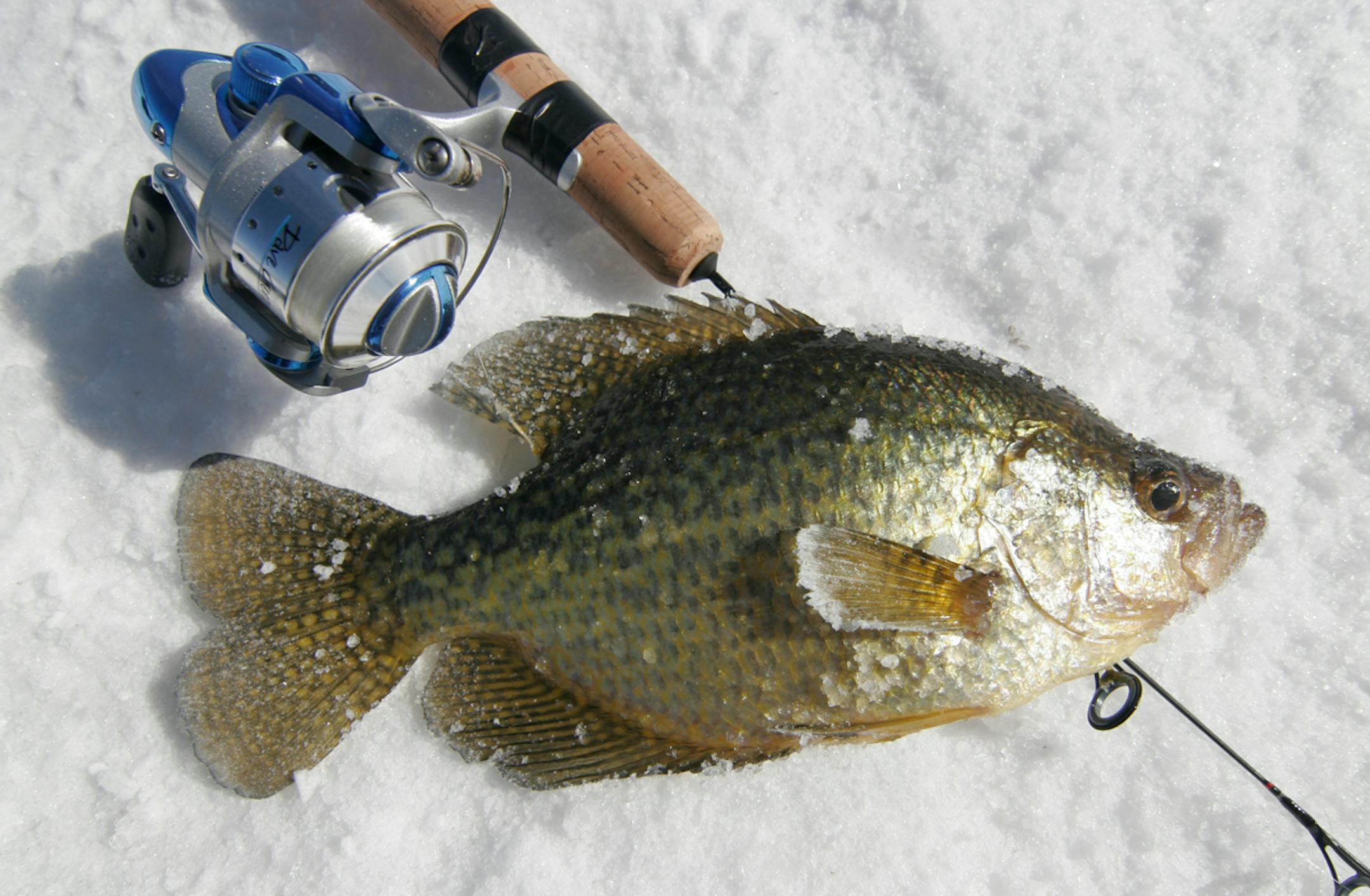 A crappie caught on a BWCA lake in March. Photo by Doug Smith/Star Tribune