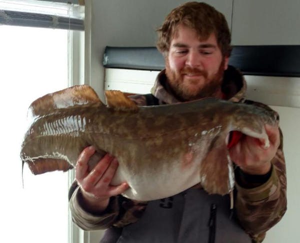 Brent Getzler is hoping he caught one for the record books. He pulled up a 19.11-pound eelpout through a hole in the ice on Lake of the Woods.