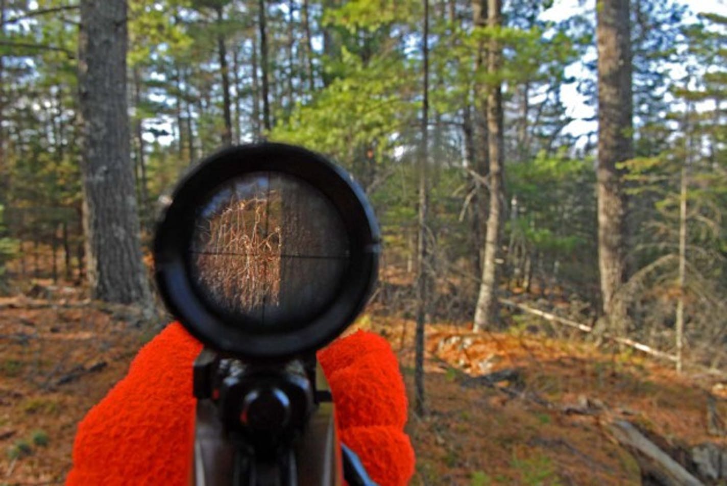 Peering through scopes, hunters throughout Minnesota watched for deer Saturday when the state's whitetail season opened