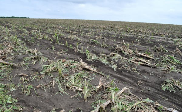 Hail damage photos taken west of Leota yesterday. ( 6/18/2014) They are all taken in corn fields. I included one of flooding too. Photo #160 was a cor