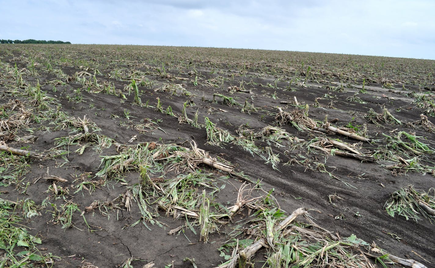 Hail damage photos taken west of Leota yesterday. ( 6/18/2014) They are all taken in corn fields. I included one of flooding too. Photo #160 was a corn field - which should have green corn about knee high in it right now. CREDIT: Lizabeth Stahl, CPAg/CCA Extension Educator - Crops