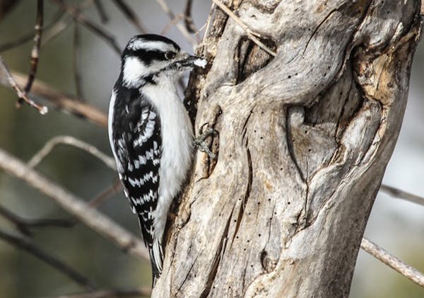 : Photos by Don Severson, Special to the Star Tribune 1. A downy woodpecker clears some snow out of a tree hole before searching for dormant insects.