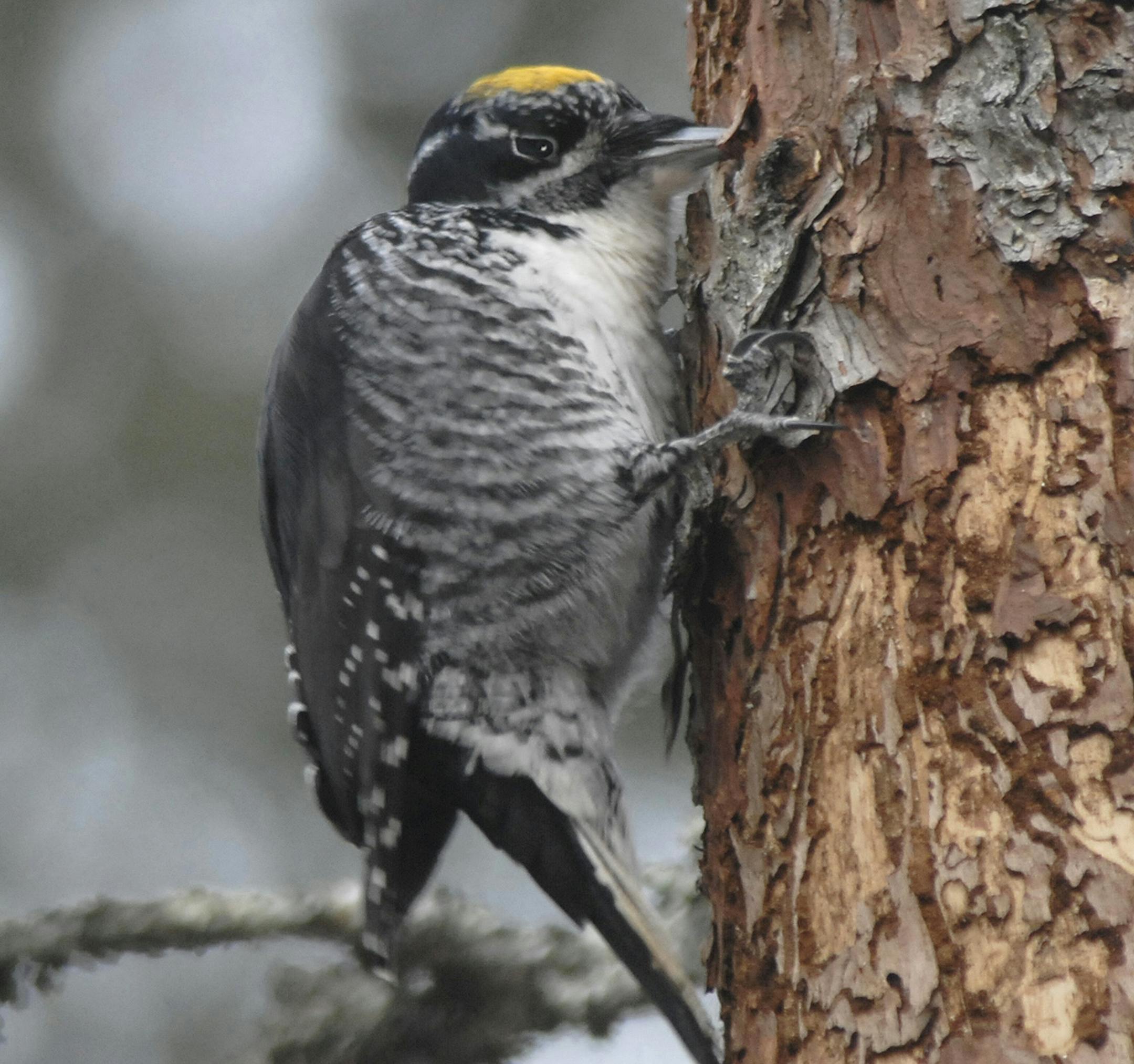 Northern three-toed woodpecker, male credit: Jim Williams