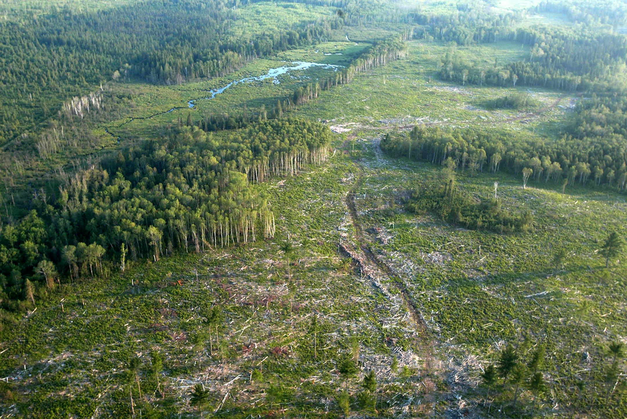 Aspen clear-cut in the Cloquet Valley State Forest.